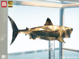 Der weiße Hai Maquette 1/18 Jaws Bronze 60 cm - Smalltinytoystore