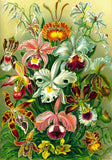Ernst Haeckel Puzzle Orchid (1000 Teile) - Smalltinytoystore