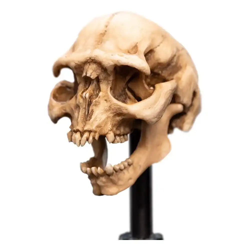 Herr der Ringe Mini Statue Skull of a Moria Orc 13 cm - Smalltinytoystore