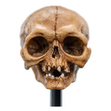 Herr der Ringe Mini Statue Skull of Gollum 13 cm - Smalltinytoystore