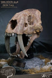 Wonders of the Wild Series Statue Smilodon Skull Fossil 22 cm - Smalltinytoystore