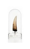 Jurassic Park III Prop Replik 1/1 Spinosaurus Zahn 14 cm