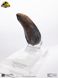 Jurassic Park 1/1 Replik Velociraptor Toenail Type A 11 cm