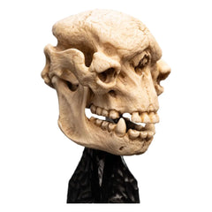 Herr der Ringe Mini Statue Skull of a Cave Troll 21 cm - Smalltinytoystore