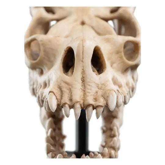 Herr der Ringe Mini Statue Skull of a Fell Beast 21 cm - Smalltinytoystore