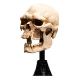 Herr der Ringe Mini Statue Skull of a Mordor Orc 14 cm - Smalltinytoystore