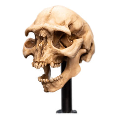 Herr der Ringe Mini Statue Skull of a Moria Orc 13 cm - Smalltinytoystore