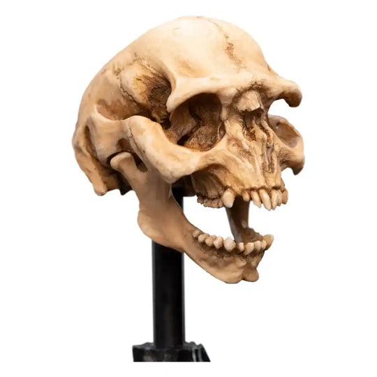 Herr der Ringe Mini Statue Skull of a Moria Orc 13 cm - Smalltinytoystore