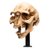 Herr der Ringe Mini Statue Skull of a Moria Orc 13 cm - Smalltinytoystore
