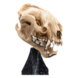 Herr der Ringe Mini Statue Skull of a Warg 20 cm - Smalltinytoystore