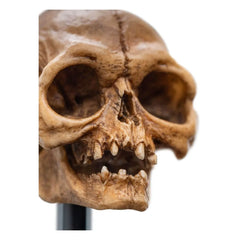 Herr der Ringe Mini Statue Skull of Gollum 13 cm - Smalltinytoystore