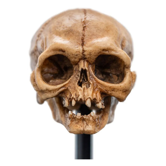 Herr der Ringe Mini Statue Skull of Gollum 13 cm - Smalltinytoystore