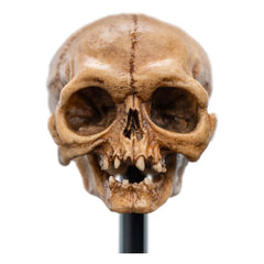 Herr der Ringe Mini Statue Skull of Gollum 13 cm - Smalltinytoystore