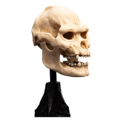 Herr der Ringe Mini Statue Skull of Lurtz 14 cm - Smalltinytoystore