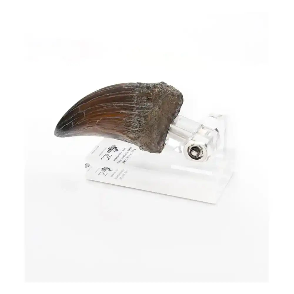Jurassic Park Statue T-Rex Hand Claw 13 cm - Smalltinytoystore