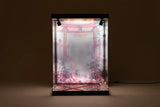 SHINSAI Acryl Display Case mit Beleuchtung Inbina Rasethuhime Saki M Edition 39 cm - Smalltinytoystore