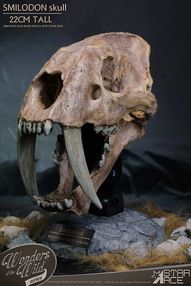 Wonders of the Wild Series Statue Smilodon Skull Fossil 22 cm - Smalltinytoystore