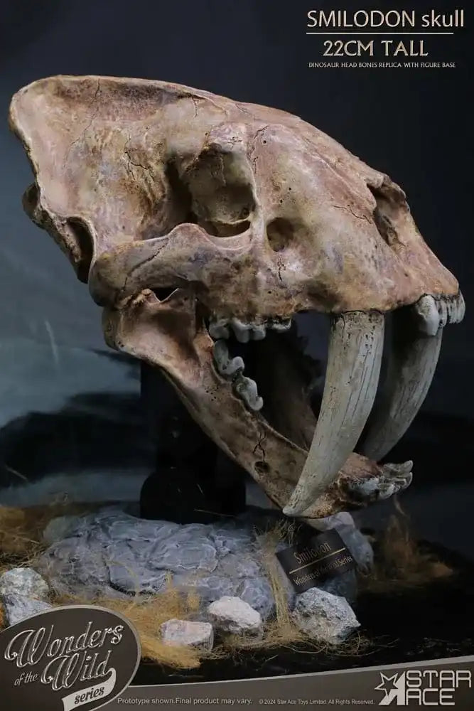 Wonders of the Wild Series Statue Smilodon Skull Fossil 22 cm - Smalltinytoystore