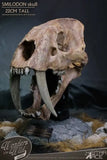 Wonders of the Wild Series Statue Smilodon Skull Fossil 22 cm - Smalltinytoystore