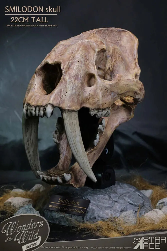 Wonders of the Wild Series Statue Smilodon Skull Fossil 22 cm - Smalltinytoystore