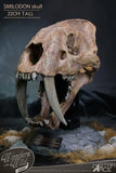 Wonders of the Wild Series Statue Smilodon Skull Fossil 22 cm - Smalltinytoystore