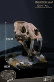 Wonders of the Wild Series Statue Smilodon Skull Fossil 22 cm - Smalltinytoystore
