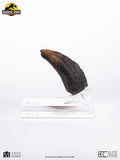 Jurassic Park 1/1 Replik Velociraptor Toenail Type A 11 cm