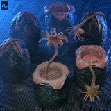 Aliens 6er-Pack Zubehör-Set Carton of Alien Eggs (40th Anniversary)